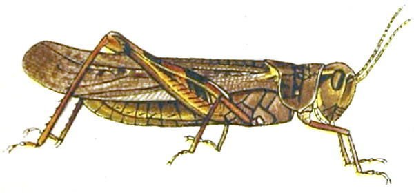 http://commons.wikimedia.org/wiki/File:Melanoplus_spretusAnnReportAgExpStaUM1902B.jpg