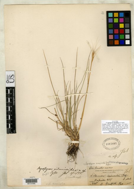 http://collections.mnh.si.edu/services/media.php?env=botany&irn=10059556