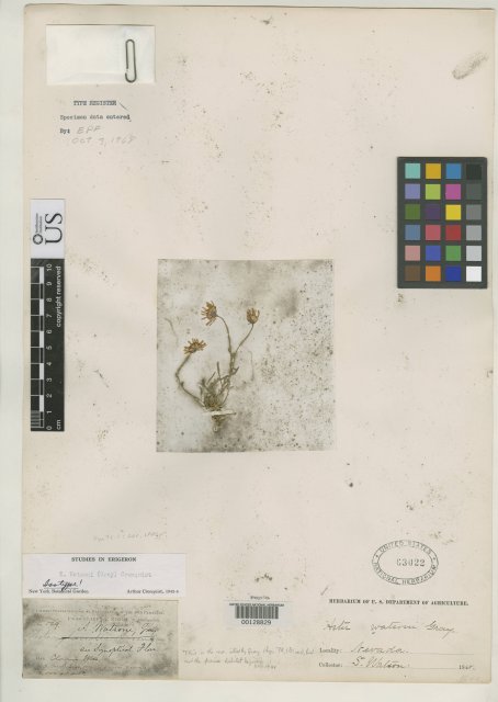 http://collections.mnh.si.edu/search/botany/?irn=2082763