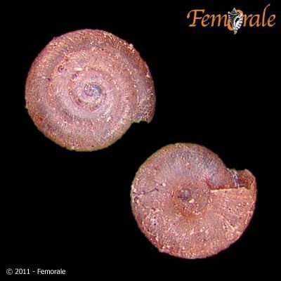 http://www.femorale.com/shellphotos/detail.asp?species=Punctum%20minutissimum%20(Lea,%201841)