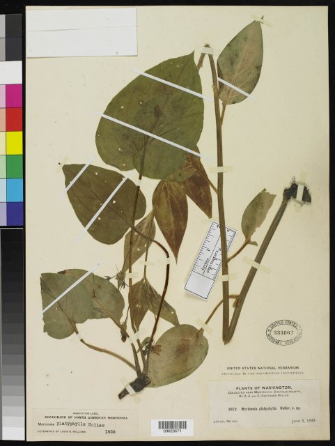 http://collections.mnh.si.edu/services/media.php?env=botany&irn=10084094