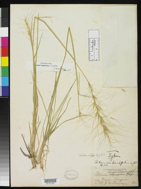 http://collections.mnh.si.edu/search/botany/?irn=2083207