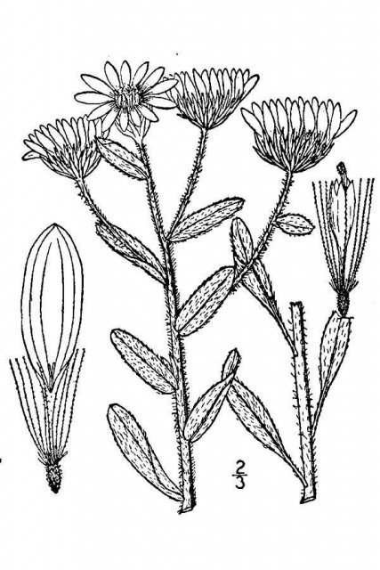 http://plants.usda.gov/java/largeImage?imageID=chvi10_001_avd.tif