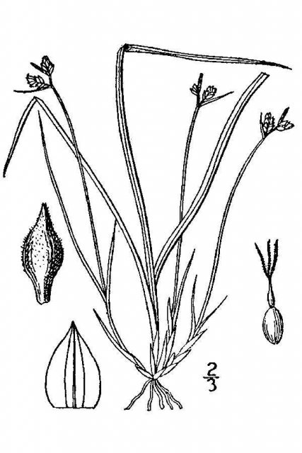 http://plants.usda.gov/java/largeImage?imageID=cade7_001_avd.tif