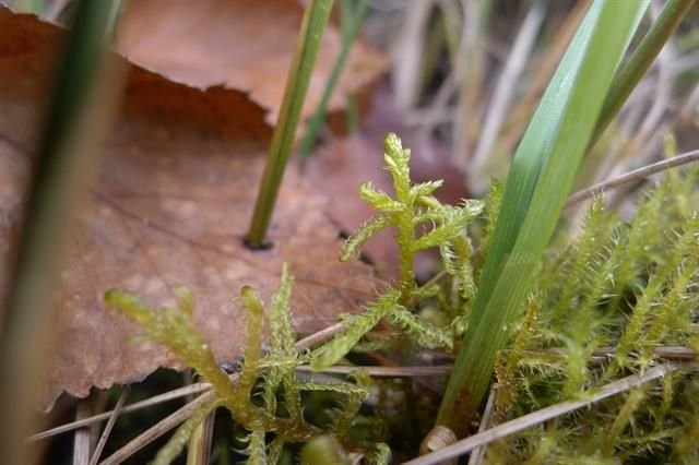 http://www.biopix.com/slender-green-feather-moss-hamatocaulis-vernicosus_photo-114359.aspx