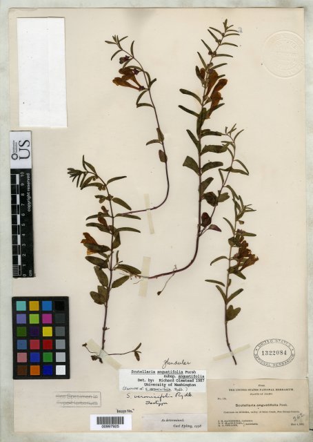 http://collections.mnh.si.edu/search/botany/?irn=10085407