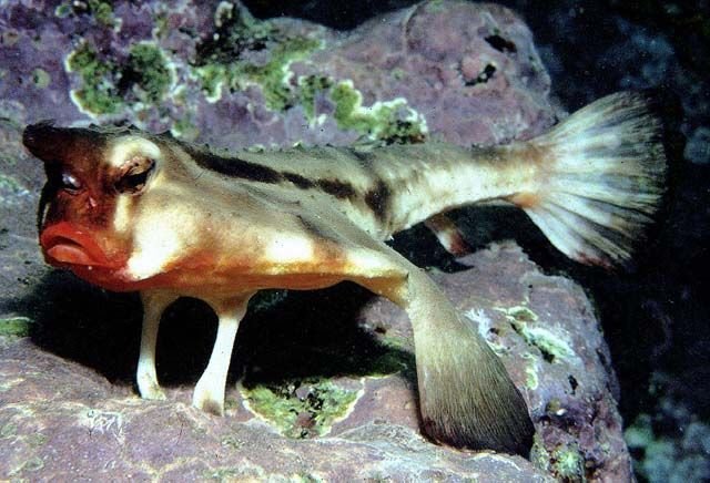 http://neotropicalfishes.myspecies.info/taxonomy/term/27410