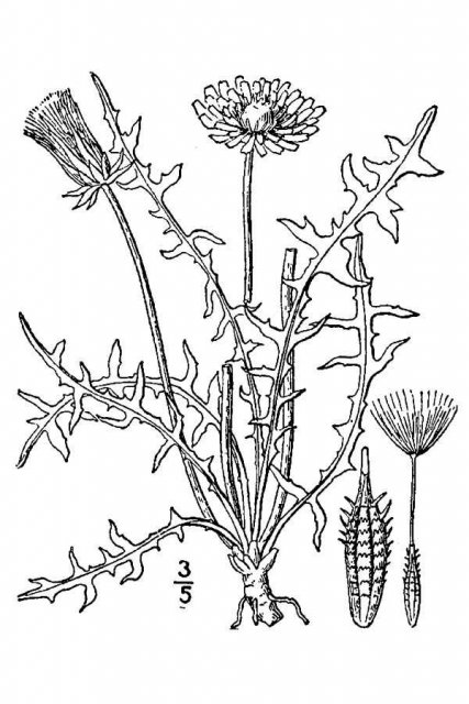 http://plants.usda.gov/java/largeImage?imageID=leer2_001_avd.tif