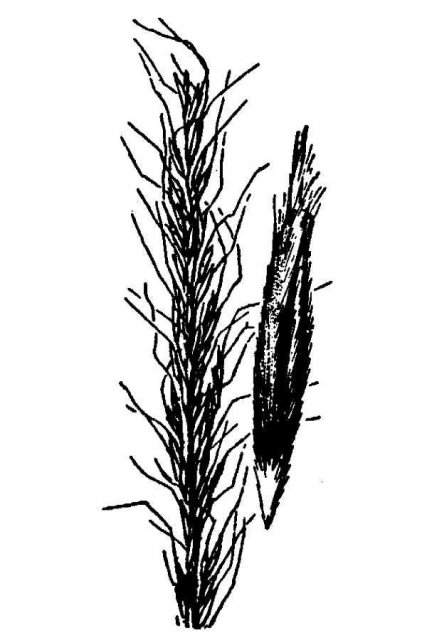 http://plants.usda.gov/java/largeImage?imageID=stco3_001_avd.tif