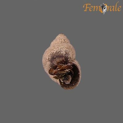 http://www.femorale.com/shellphotos/detail.asp?species=Pyrgulopsis%20robusta%20(Walker,%201908)