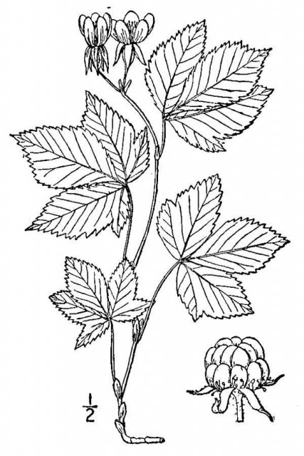 http://plants.usda.gov/java/largeImage?imageID=rutr9_001_avd.tif