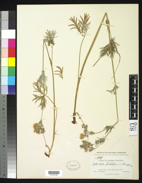 http://collections.mnh.si.edu/search/botany/?irn=10204259
