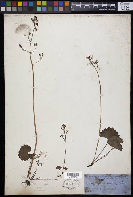 http://collections.mnh.si.edu/search/botany/?irn=11137460