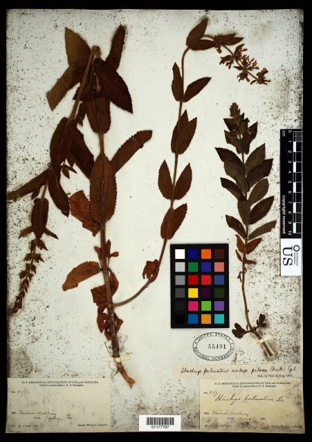 http://collections.mnh.si.edu/search/botany/?irn=10597148