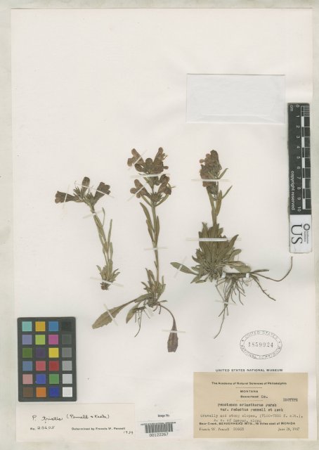 http://collections.mnh.si.edu/search/botany/?irn=2112220