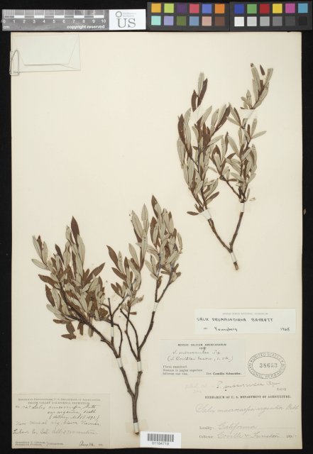 http://collections.mnh.si.edu/search/botany/?irn=10841689