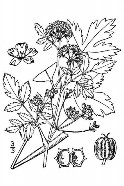 http://plants.usda.gov/java/largeImage?imageID=cegr11_001_avd.tif