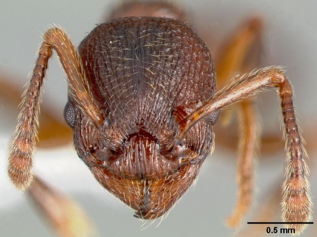 http://www.antweb.org/description.do?genus=myrmica&name=incompleta&rank=species