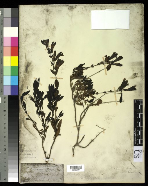 http://collections.mnh.si.edu/search/botany/?irn=10062626