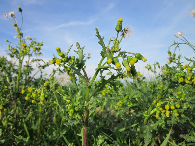 http://commons.wikimedia.org/wiki/File:20121017Greiskraut_Neulussheim1.jpg