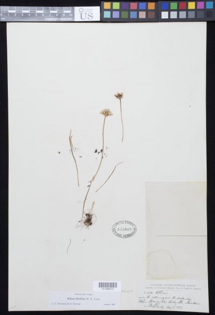 http://collections.mnh.si.edu/search/botany/?irn=10958134