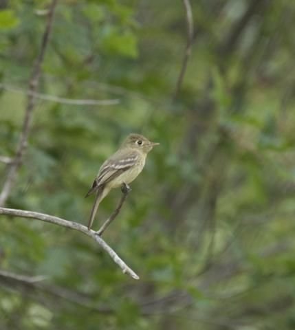 http://animaldiversity.ummz.umich.edu/site/resources/phil_myers/ADW_birds_3_4_03/flycatcher8918.jpg/medium.jpg