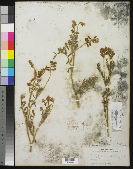 http://collections.mnh.si.edu/search/botany/?irn=10183892