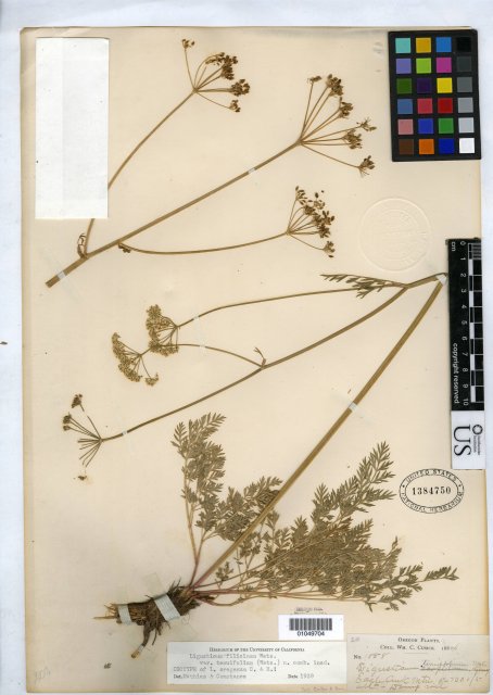 http://collections.mnh.si.edu/search/botany/?irn=10085872