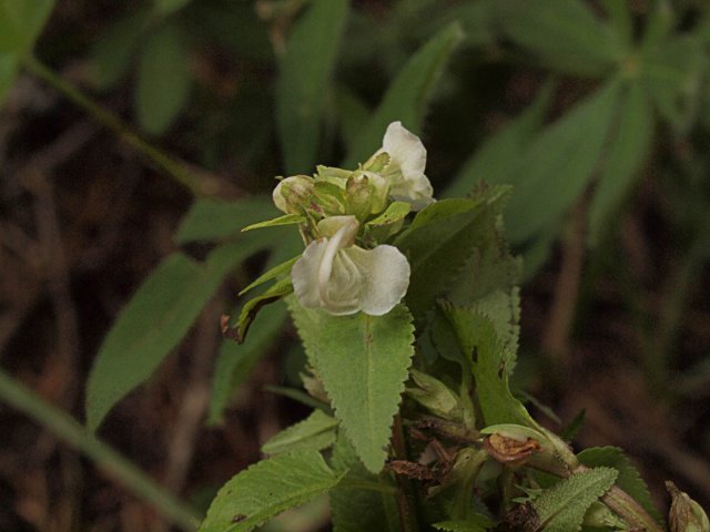 http://www.inaturalist.org/photos/1443838