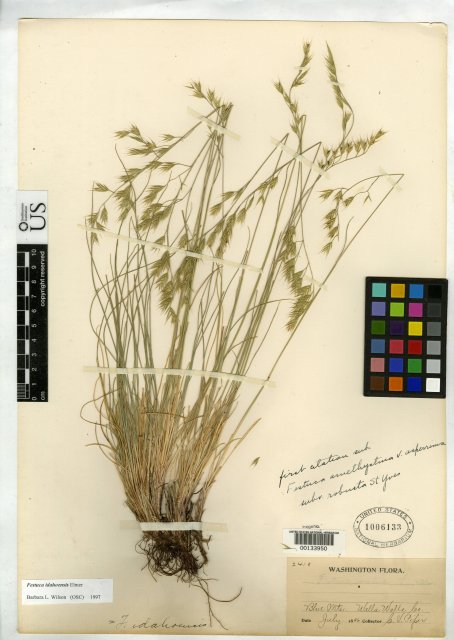 http://collections.mnh.si.edu/search/botany/?irn=2110579