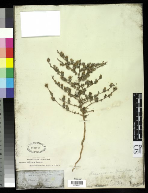 http://collections.mnh.si.edu/search/botany/?irn=10063780
