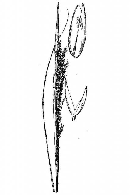 http://plants.usda.gov/java/largeImage?imageID=spas_002_avd.tif