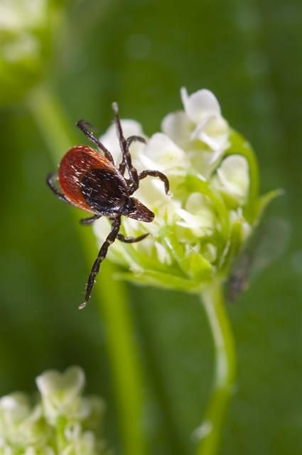 http://www.biopix.com/sheep-or-pasture-tick-ixodes-ricinus_photo-99546.aspx