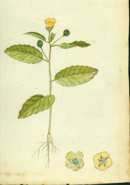 http://collections.mnh.si.edu/search/botany/?irn=10272890