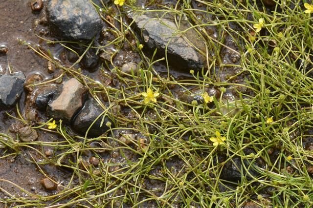 http://www.biopix.com/creeping-spearwort-ranunculus-reptans_photo-112493.aspx