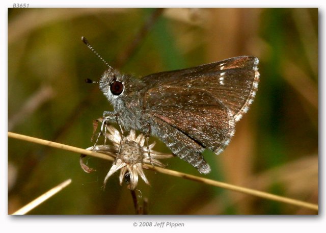 http://butterfliesofamerica.com/images/Hesperiidae/Hesperiinae/amblyscirtes_alternata/Amblyscirtes_alternata_M_Pender_Co_NC_USA_24-IV-04_1b.jpg