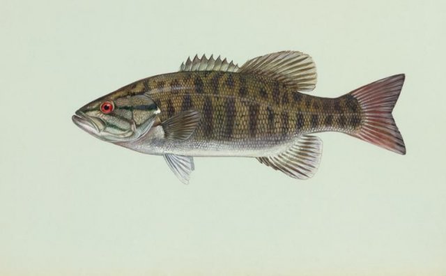 http://animaldiversity.ummz.umich.edu/site/resources/usfws/smallmouthbass4.jpg/medium.jpg