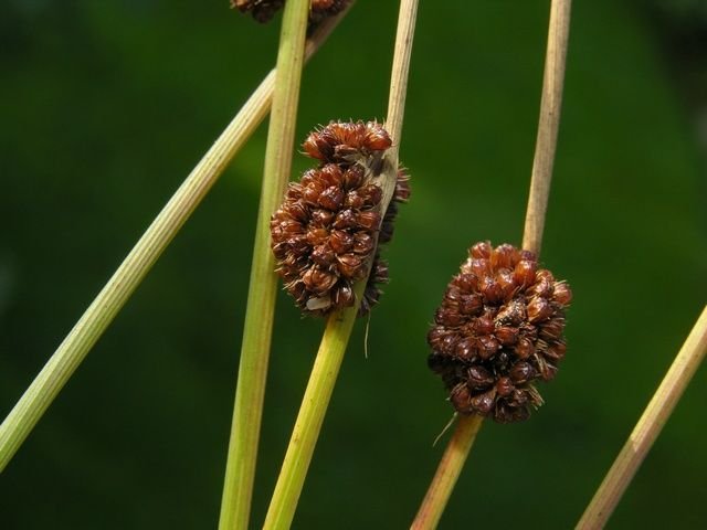 http://www.biopix.com/compact-rush-juncus-conglomeratus_photo-24689.aspx