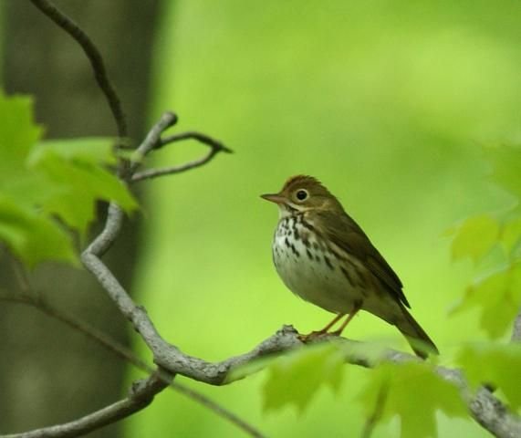 http://animaldiversity.ummz.umich.edu/site/resources/phil_myers/ADW_birds_3_4_03/ovenbird4378.jpg/medium.jpg