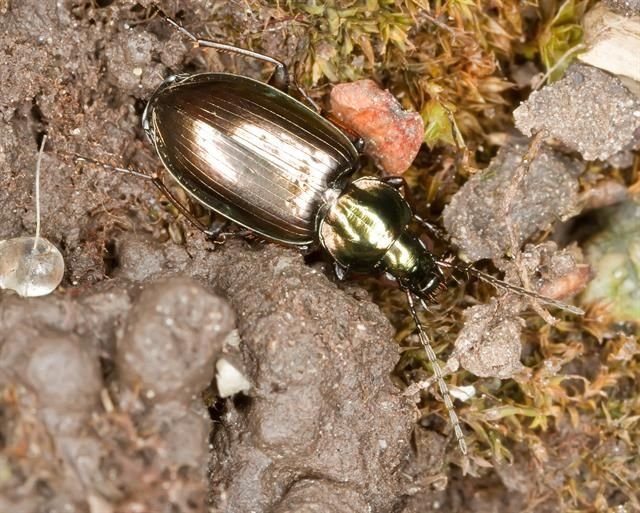 http://www.biopix.com/agonum-muelleri_photo-79913.aspx