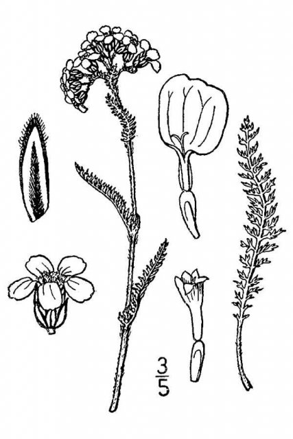 http://plants.usda.gov/java/largeImage?imageID=acbo_001_avd.tif