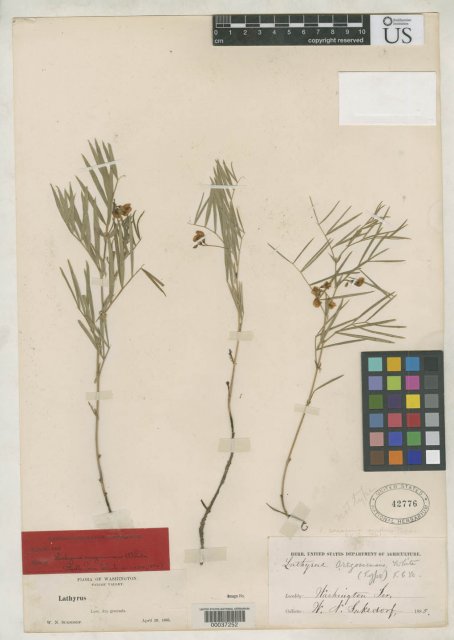 http://collections.mnh.si.edu/search/botany/?irn=2158073