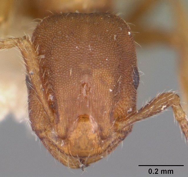 http://www.antweb.org/description.do?genus=formicoxenus&name=diversipilosus&rank=species