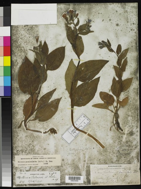 http://collections.mnh.si.edu/search/botany/?irn=2148223