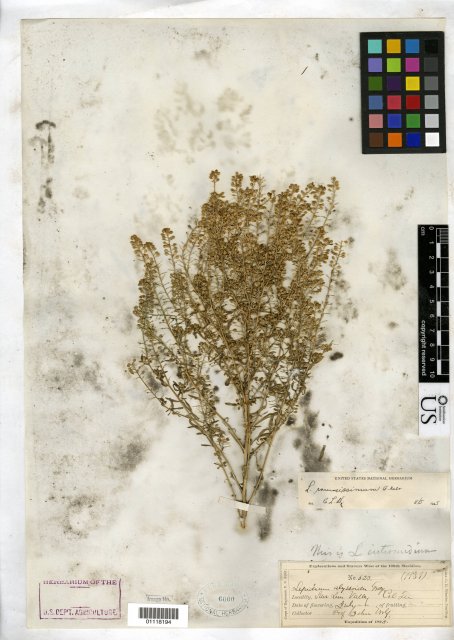http://collections.mnh.si.edu/search/botany/?irn=10380107