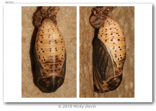 http://butterfliesofamerica.com/images/Nymphalidae/Satyrinae/oeneis_jutta_reducta/12_Oeneis_jutta_reducta_pupa_USA_UTAH_Christmas_Meadows_Road_East_side_of_Utah_Highway_150_.4_miles_ESE_Stillwater_Campground_1.jpg