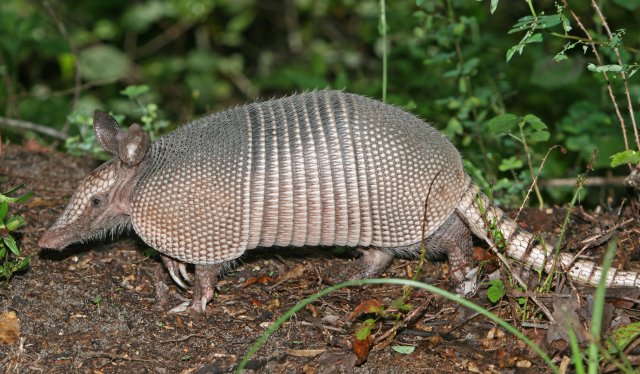 http://commons.wikimedia.org/wiki/File:Nine-banded_Armadillo.jpg