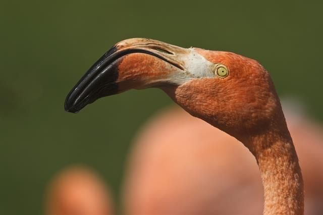 http://www.biopix.com/american-flamingo-phoenicopterus-ruber_photo-110757.aspx