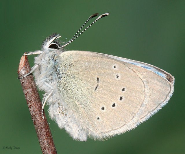 http://www.wildutah.us/images/butterflies_moths/lycaenidae/polyommatinae/b_glaucopsyche_ligdamus_oro_male_feb0507_024.jpg