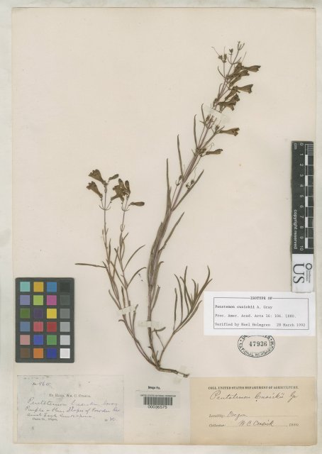 http://collections.mnh.si.edu/search/botany/?irn=2096225